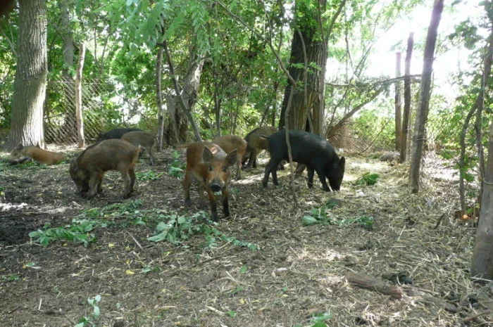 Дикие кабаны 5 месяцев- фото № 13