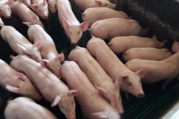 Продам поросят 25-30 кг- фото № 1