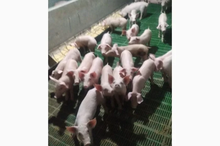 Продам поросят 25-30 кг- фото № 2