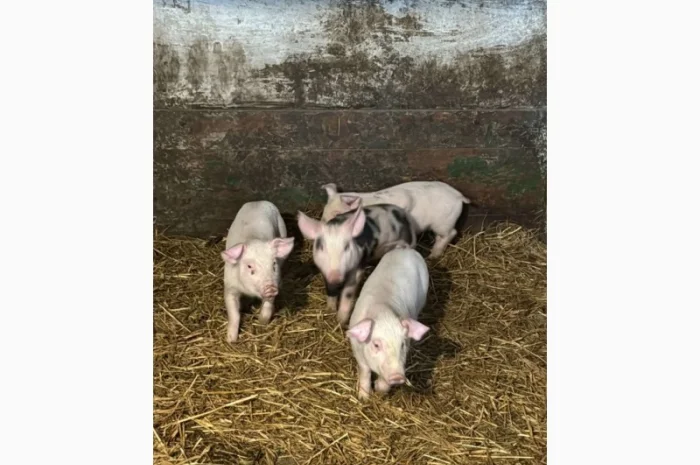 Продам свиней 13-20кг- фото № 1