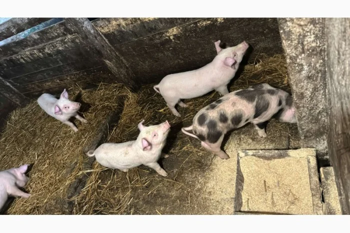 Продам свиней 13-20кг- фото № 2