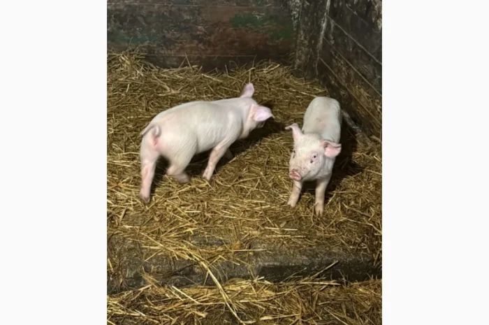 Продам свиней 13-20кг- фото № 3