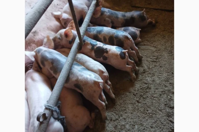 Продам поросята 8-15 кг трьохпородник- фото № 1