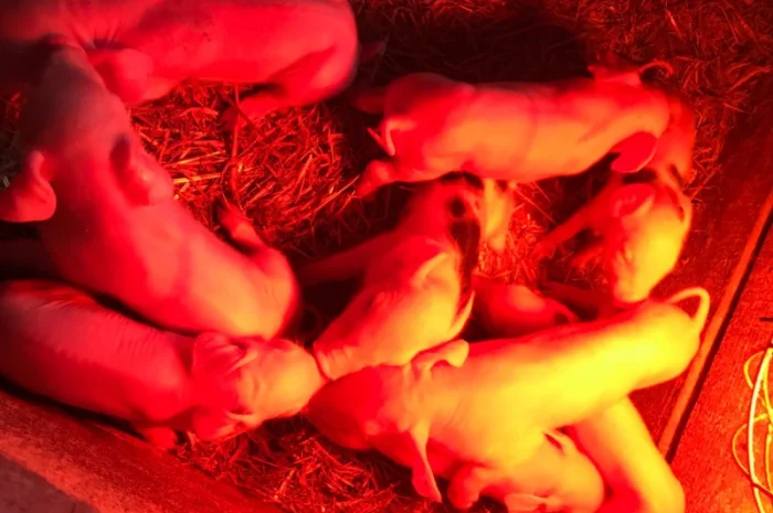 Продам поросят- фото № 1