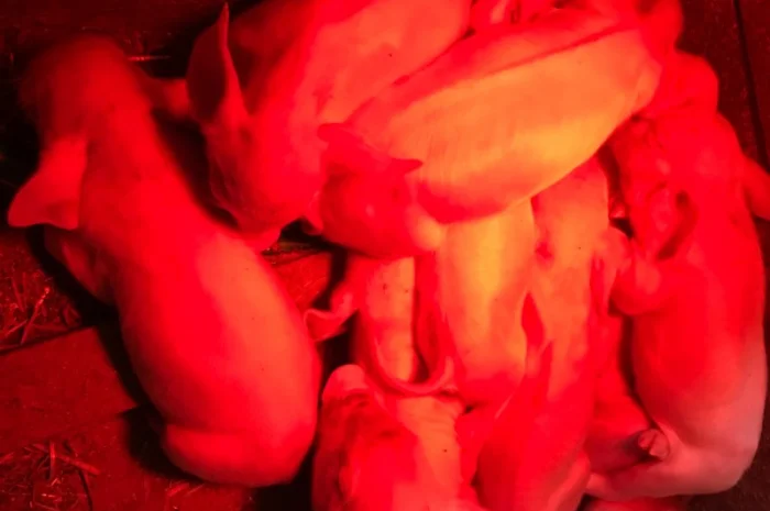 Продам поросят- фото № 2