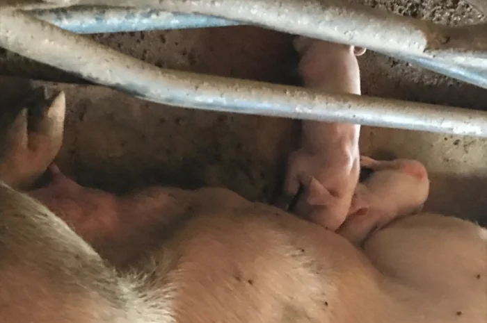 Продам поросят- фото № 3