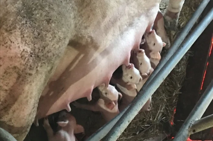 Продам поросят- фото № 4