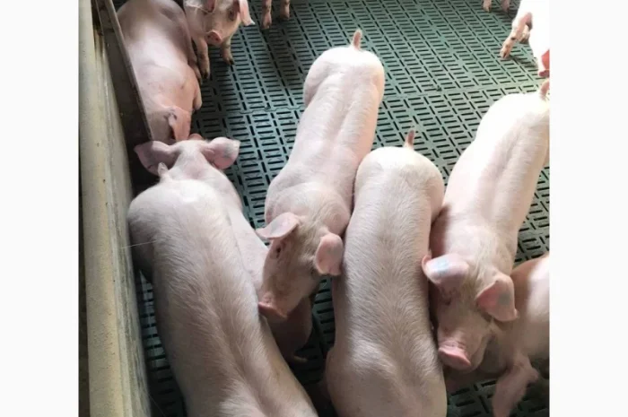 Продам поросят от 100 голов- фото № 1