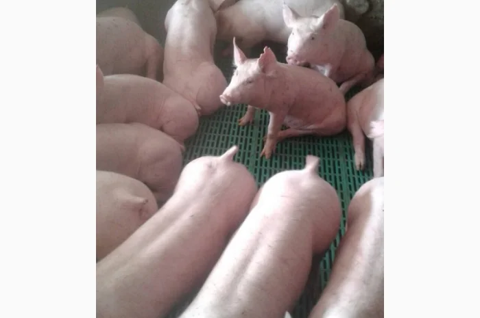 Продам поросят трипородний гібрид від 100 голів- фото № 1
