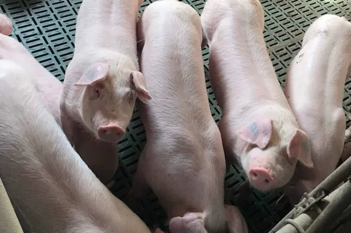 Продам поросят трехпородный гибрид от 100 голов- фото № 1