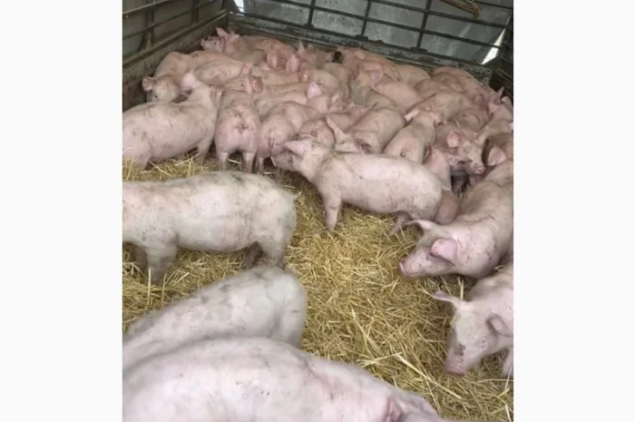 Поросята- фото № 1