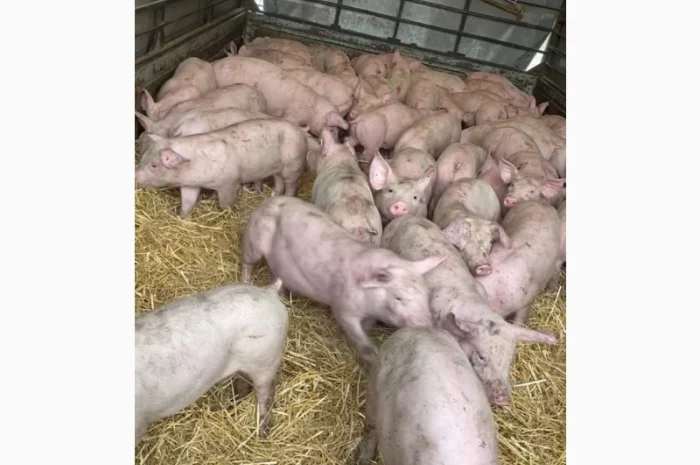 Поросята- фото № 2