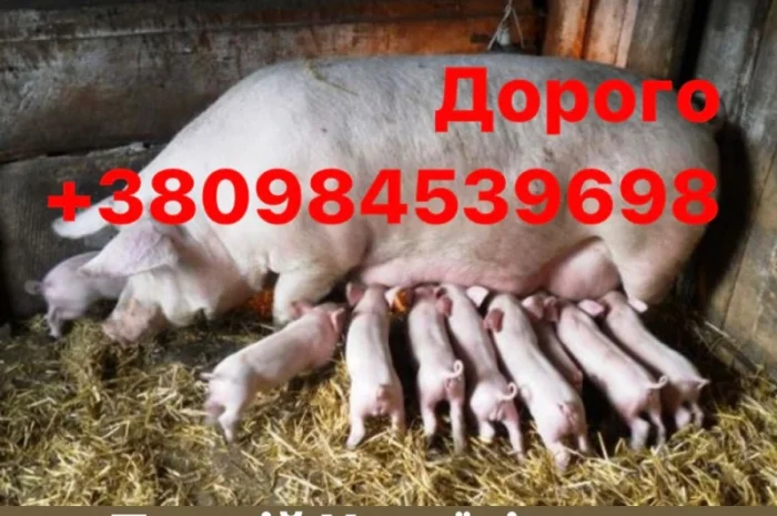 Куплю поросята свини- фото № 1