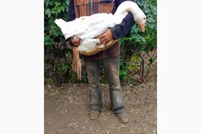 Продам гусят породы мамут- фото № 1