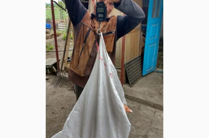 Продам гусят породы мамут- фото № 2