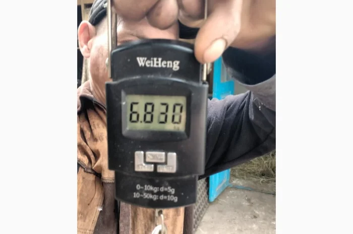 Продам гусят породы мамут- фото № 3