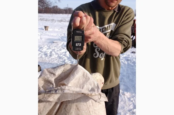 Продам гусят породы мамут- фото № 4