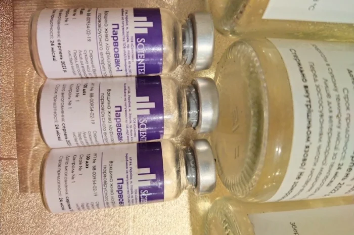 Продам гусят породы мамут- фото № 5