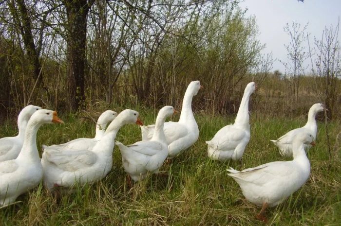 Гусиные яйца- фото № 1