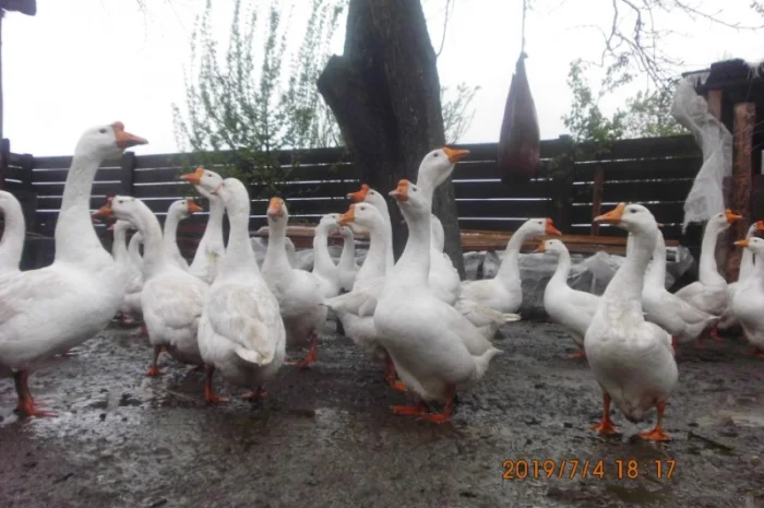 Гусиные яйца- фото № 3