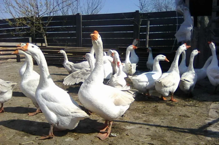 Гусиные яйца- фото № 4