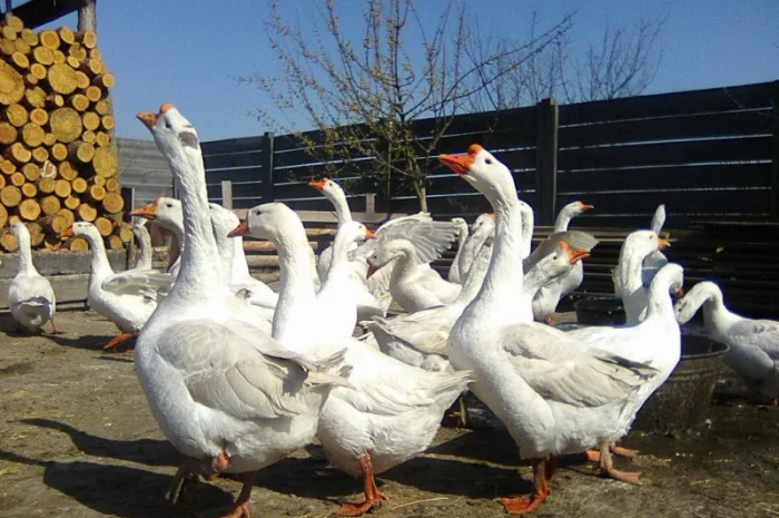 Гусиные яйца- фото № 5