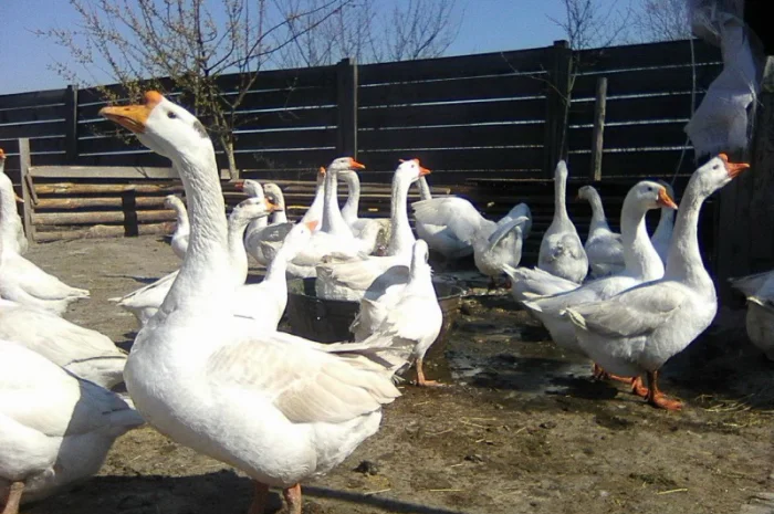 Гусиные яйца- фото № 6