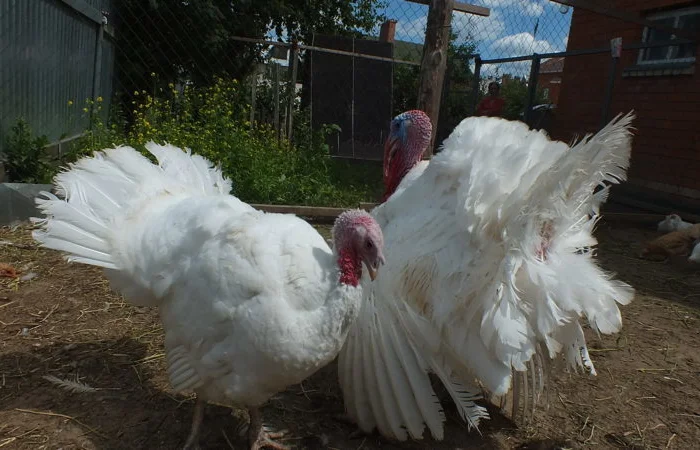 Инкубационные яйца индюков- фото № 1