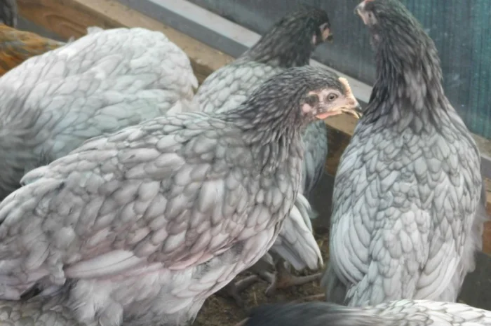 Реалізуємо інкубаційні яйца курей домінант Д107- фото № 1