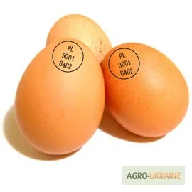 Инкубационные яйца Венгрия Польша Чехия (маркированные) КООБ 500 и другие породы- фото № 2