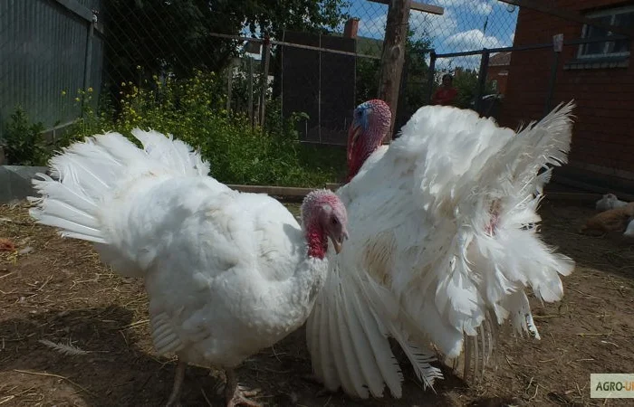 Инкубационные яйца Венгрия Польша Чехия (маркированные) КООБ 500 и другие породы- фото № 8