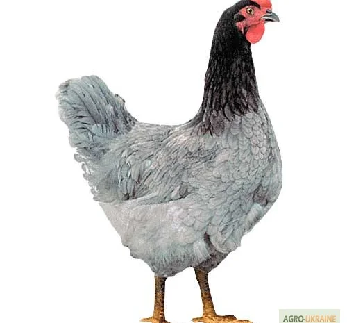 Инкубационные яйца Венгрия Польша Чехия (маркированные) КООБ 500 и другие породы- фото № 7