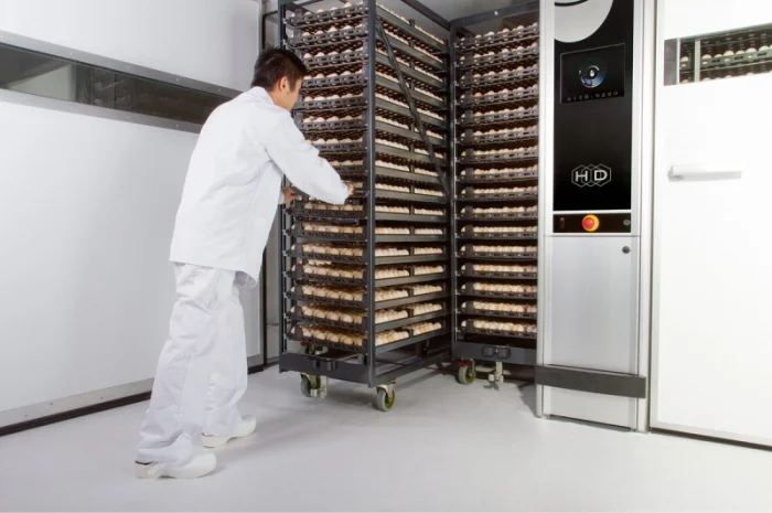 Инкубационные яйца Венгрия Польша Чехия (маркированные) КООБ 500 и другие породы- фото № 5