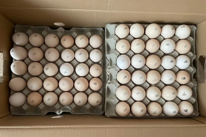 Яйця інкубаційні бройлера- фото № 1