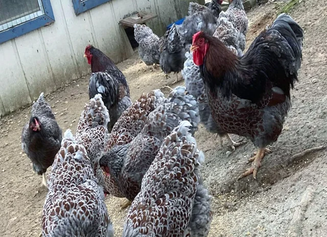 Інкубаційне яйце, сім'ї курей. Порода Віандот: блакитне золото, куріпчастий- фото № 1