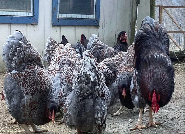 Інкубаційне яйце, сім'ї курей. Порода Віандот: блакитне золото, куріпчастий- фото № 5