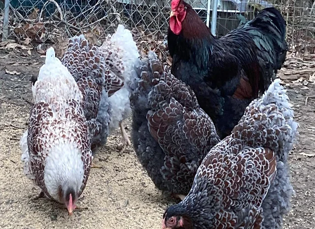 Інкубаційне яйце, сім'ї курей. Порода Віандот: блакитне золото, куріпчастий- фото № 6