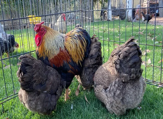 Інкубаційне яйце, сім'ї курей. Порода Віандот: блакитне золото, куріпчастий- фото № 7