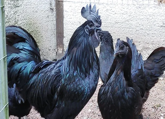 Інкубаційне яйце, сім'ї курей. Порода Аям Цемані- фото № 2