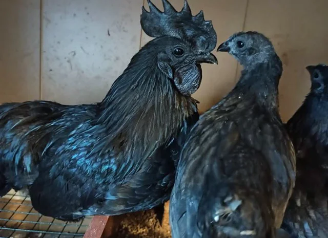 Інкубаційне яйце, сім'ї курей. Порода Аям Цемані- фото № 4