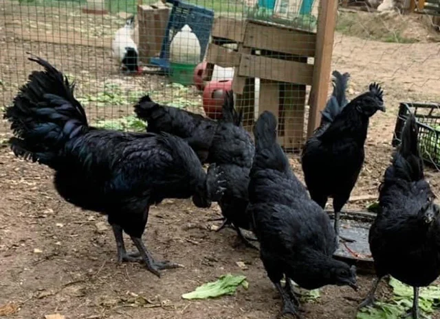 Інкубаційне яйце, сім'ї курей. Порода Аям Цемані- фото № 5