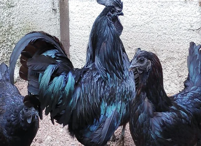 Інкубаційне яйце, сім'ї курей. Порода Аям Цемані- фото № 7