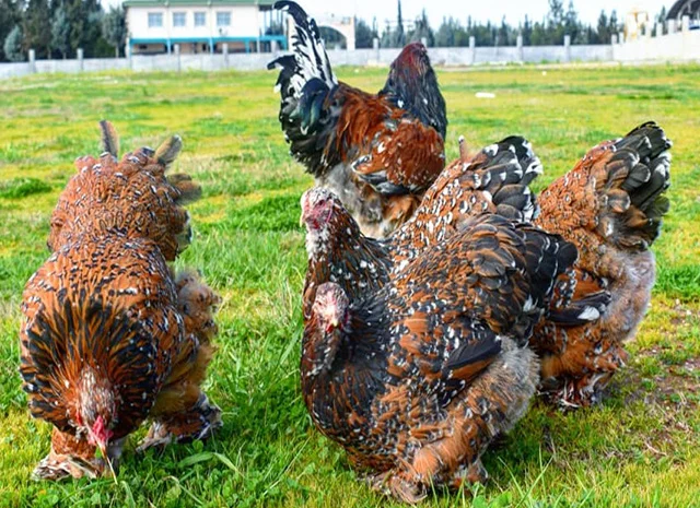 Інкубаційне яйце, сім'ї курей. Порода БРАМА: фарфорова, колумбійське золото- фото № 1