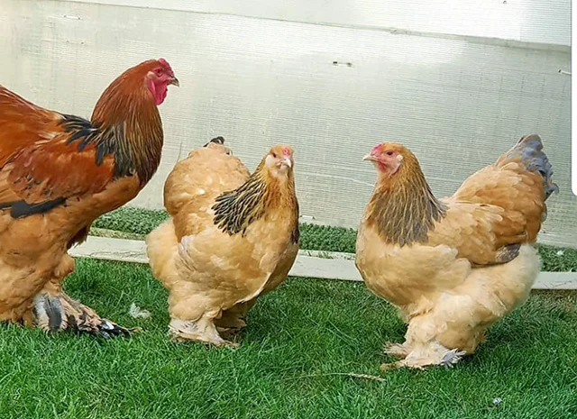 Інкубаційне яйце, сім'ї курей. Порода БРАМА: фарфорова, колумбійське золото- фото № 2