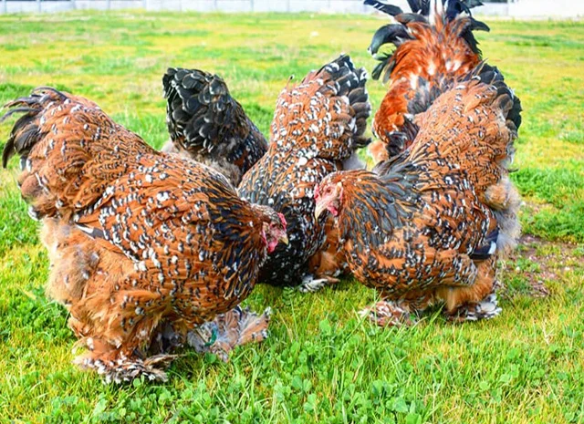 Інкубаційне яйце, сім'ї курей. Порода БРАМА: фарфорова, колумбійське золото- фото № 3