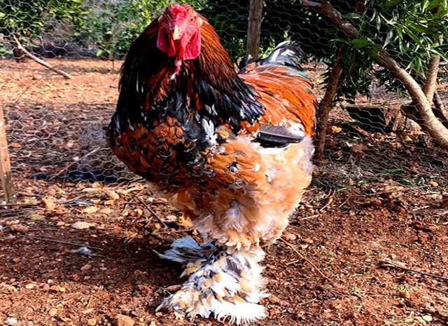 Інкубаційне яйце, сім'ї курей. Порода БРАМА: фарфорова, колумбійське золото- фото № 4