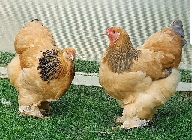 Інкубаційне яйце, сім'ї курей. Порода БРАМА: фарфорова, колумбійське золото- фото № 6