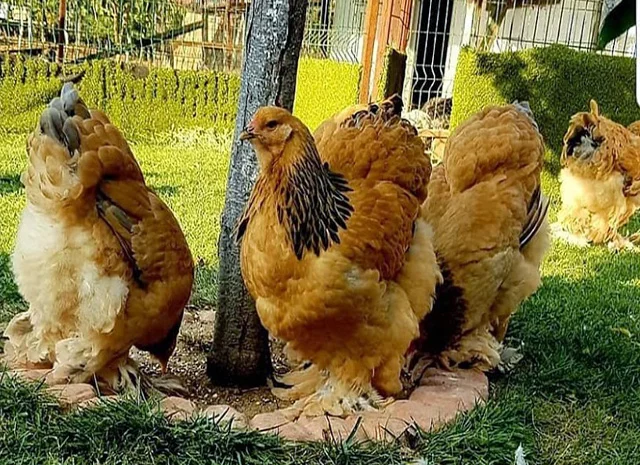 Інкубаційне яйце, сім'ї курей. Порода БРАМА: фарфорова, колумбійське золото- фото № 7