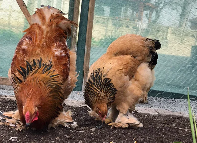 Інкубаційне яйце, сім'ї курей. Порода БРАМА: фарфорова, колумбійське золото- фото № 8