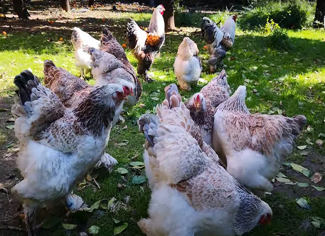 Інкубаційне яйце, сім'ї курей. Порода Брама: лососева, біле золото, мармуровий- фото № 1